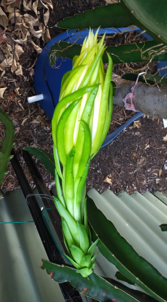 Buds about to open